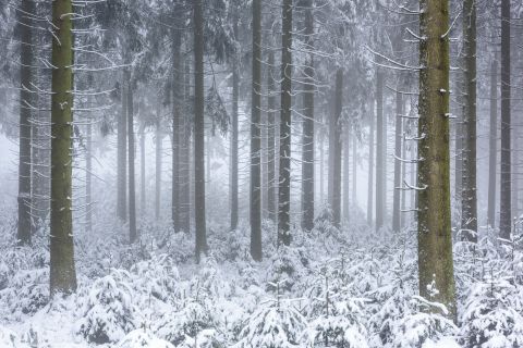 Mistig en besneeuwd sparrenbos