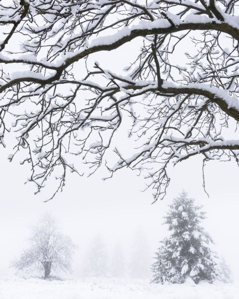 Minimalistisch veenlandschap in dichte mist