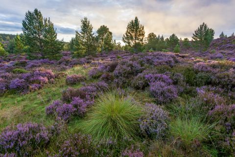 Heide - Rothiemurchus, Cairngorms National Park, Scotland
