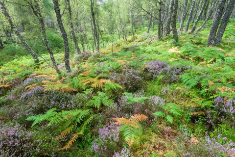 Berkenbos - Cairngorms National Park, Schotland