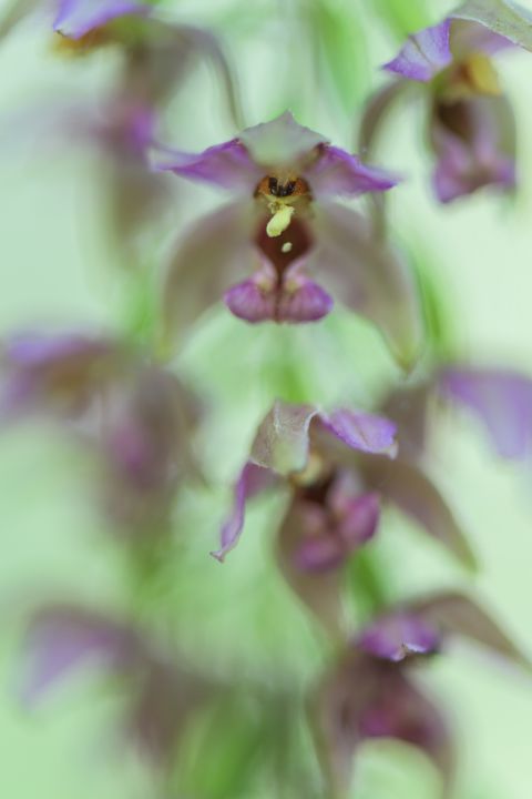 Brede wespenorchis