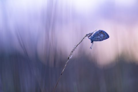 Icarusblauwtje