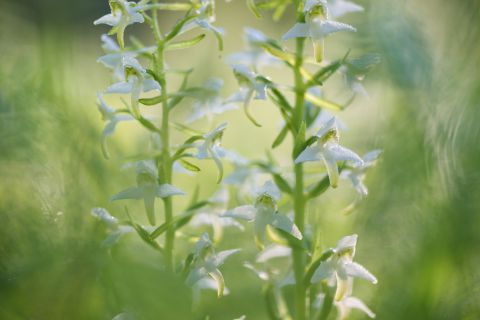 Bergnachtorchis