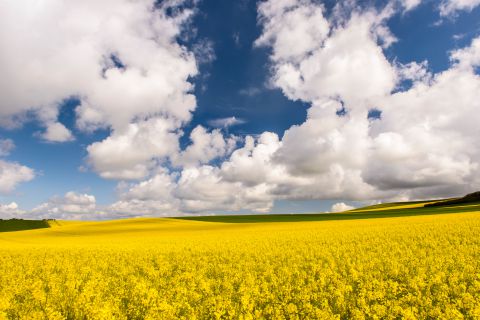 Koolzaadveld aan de Opaalkust