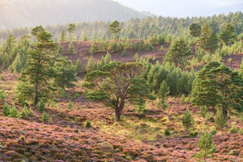 Rotchiemurchus forest