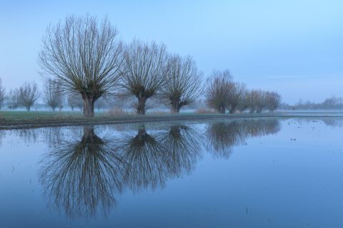 Knotwilgen tijdens het blauwe uurtje
