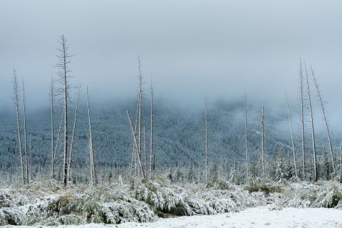 Besneeuwde Vermillion lakes