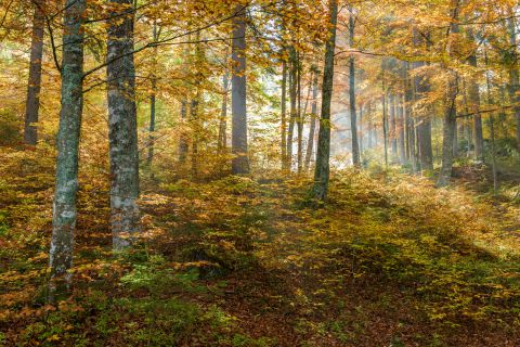 Beukenbos in de herfst