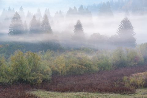 Moeras met sparren in de mist