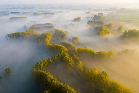 Populierenbossen in de mist