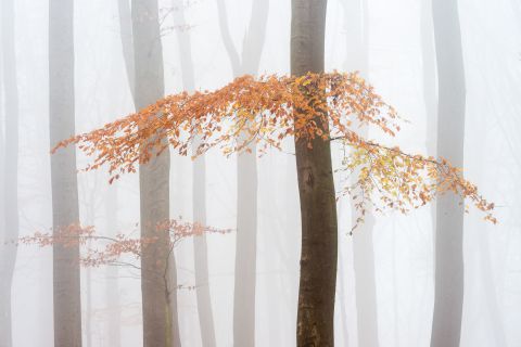 Dichte mist in het Muziekbos