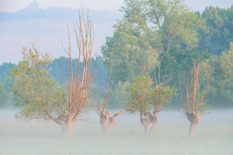 Knotwilgen in de Keuzemeersen