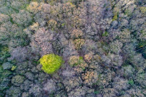 Bos 't Ename vanuit de lucht