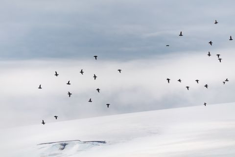 Kleine alken in de vlucht