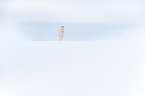 IJslands paard in de sneeuw