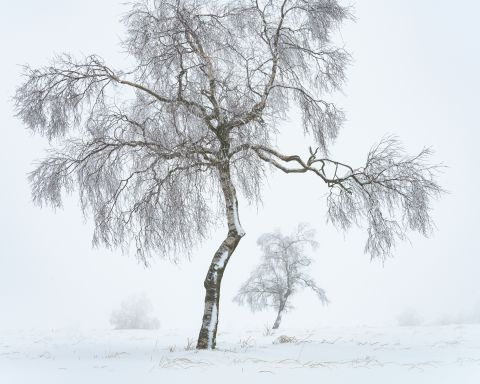 Winterse berken