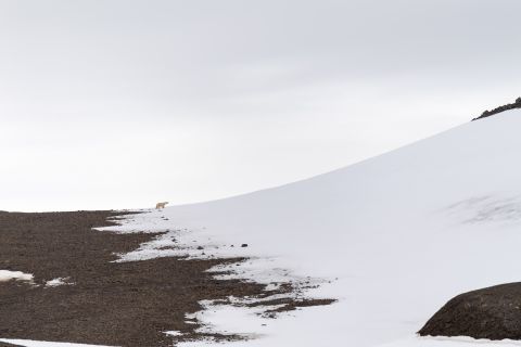 IJsbeer in Landschap