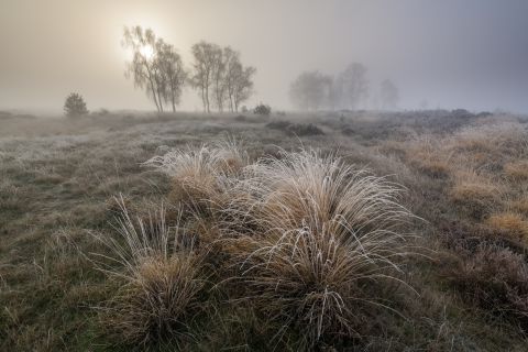 Mistige heide