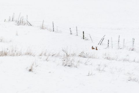 Twee hazen in de sneeuw