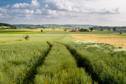 Wuivende graanvelden aan de Rotelenberg