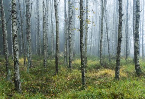 Mistig berkenbos | Eupen, Luik