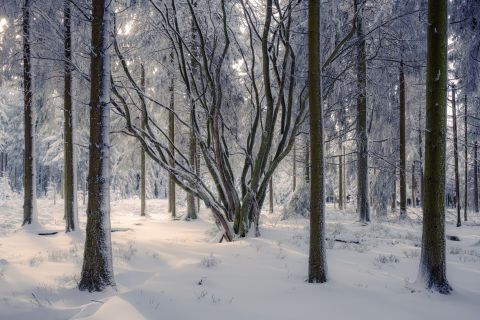 Sprookjesachtige beuk | Malmedy, Luik