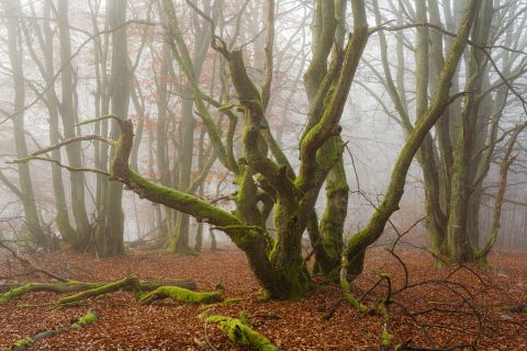 Mistig beukenbos | Bütgenbach, Luik