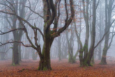 Beukenbos | Bütgenbach, Luik
