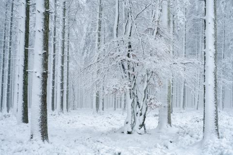 Winters bos | Manhay, Luxemburg