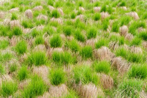 Pijpenstrootje | Waimes, Luik