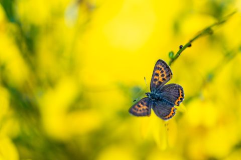 Blauwe vuurvlinder | Bütchenbach, Luik