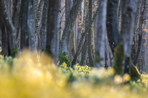 Wilde narcissen | Roly, Namen