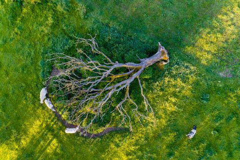 Ontwortelde boom | Rochefort, Namen