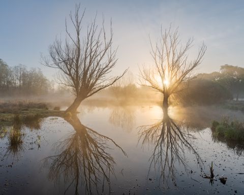 Mistig poeltje - Daknam, België