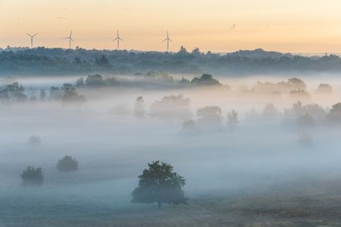 Laagjeslandschap - Kalmthoutse heide, België