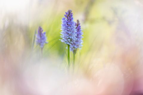 Gevlekte orchis - De Panne, België