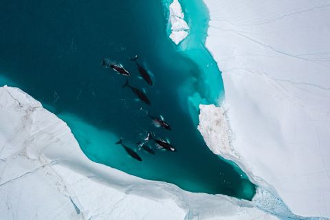 Familie bultruggen - Ilulissat, Groenland