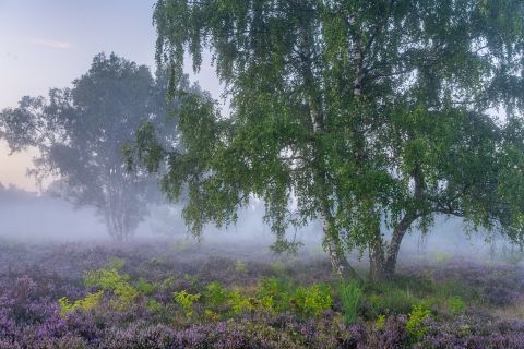 Opglabbekerzavel bij mist 