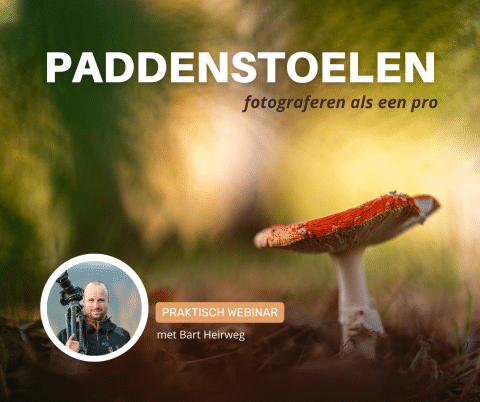 Webinar paddenstoelen