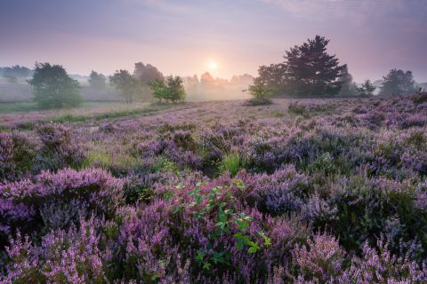 Zonsopgang in de Mechelse Heide