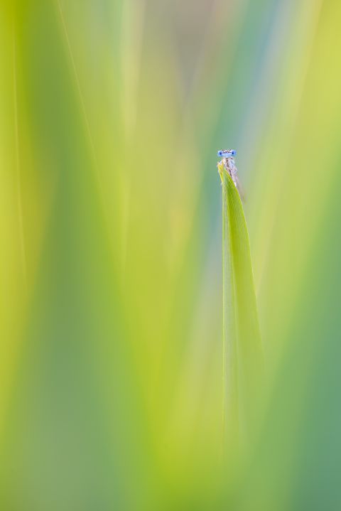 Blauwe breedscheenjuffer