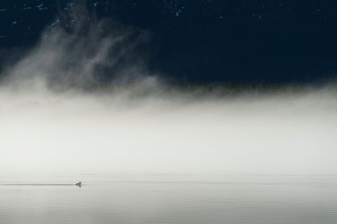 Brilduiker op Loch Morlich