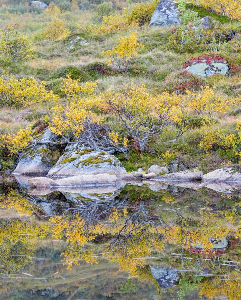 Herfstvegetatie reflecteert in een meertje