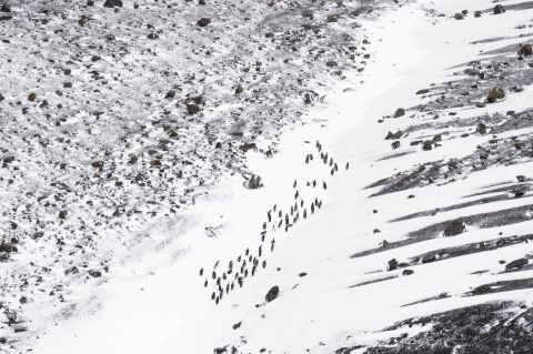 Kolonie Stormbandpinguïns