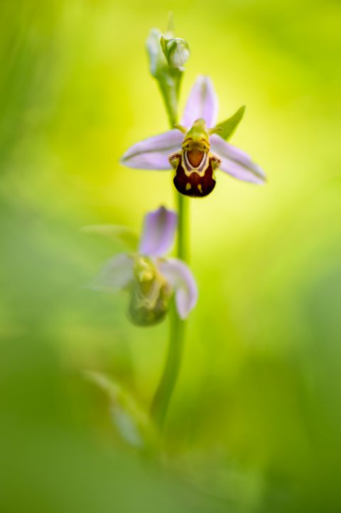 Bijenorchis
