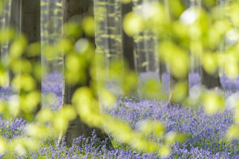 Hallerbos