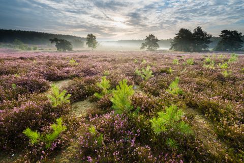 Heide bij ochtend