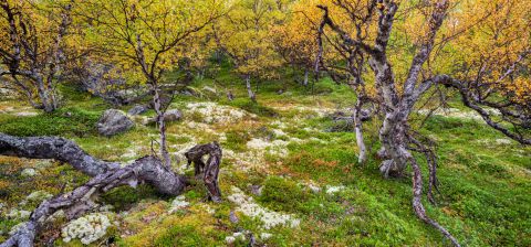 Berkenbos in de herfst