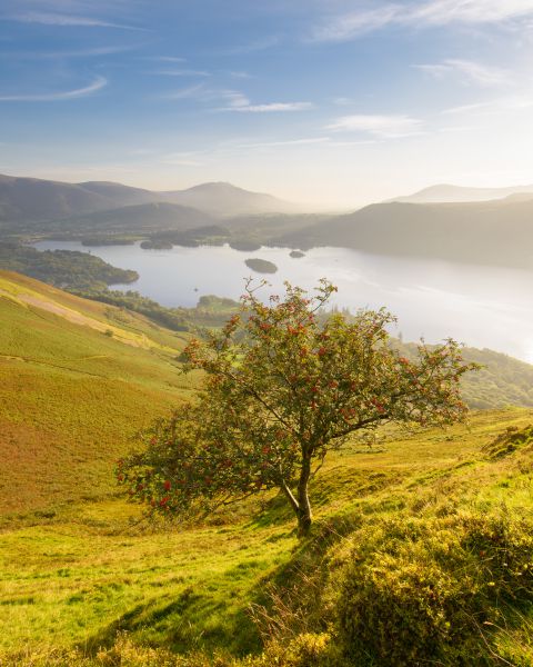 Boom op Catbells