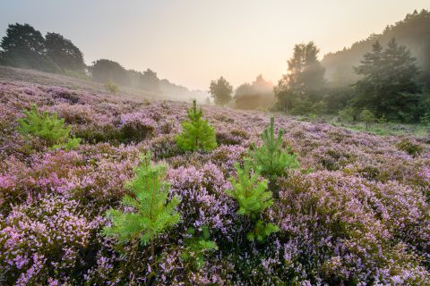 Heide bij dagenraad